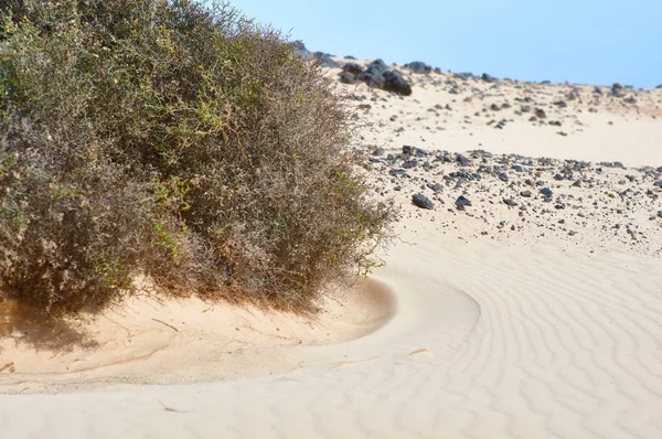 Çölde metni olan Xerophile bitkisi. Fuerteventura Çölü, Kanarya Adaları, İspanya