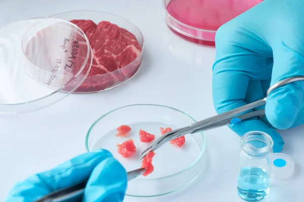 在现代实验室或生产设施的开放式一次性塑料细胞培养皿中进行肉类取样 这道菜上的标签是为拍摄而写的 毫无意义 — 图库照片