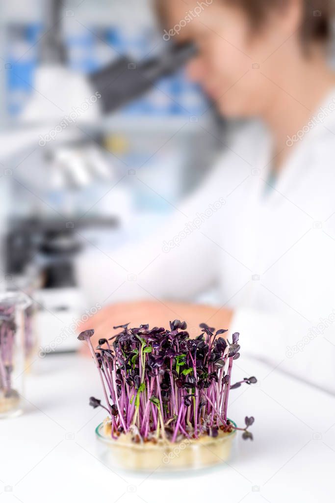 Quality control. Senior scientist or tech tests cress sprouts under the microscope. Shallow DOF, focus on the dish with sprouts. 
