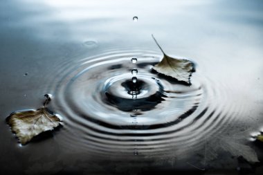 Su yüzeyinde sonbahar yaprakları