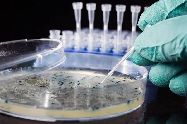 Picking up bacterial colonies from agar plate — Stock Photo, Image