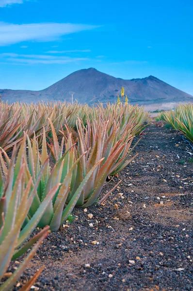 Plantación de Aloe vera en Fuerteventura —  Fotos de Stock