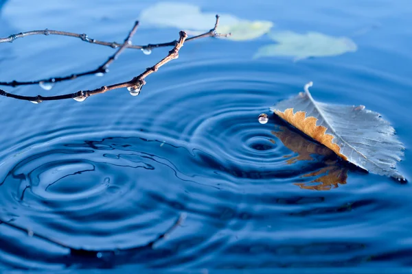 Hojas de otoño flotando en la superficie del agua — Foto de Stock