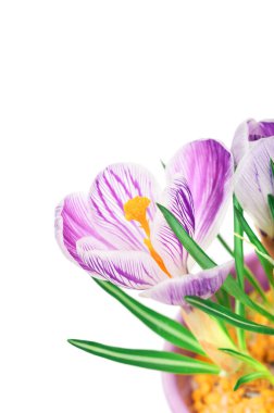 Purple crocus flower close-up isolated, cut out on white background. Nature floral Springtime bright background with corner composition and text space