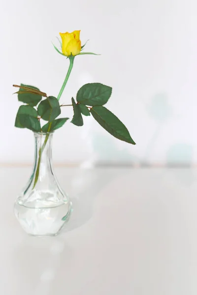 Fresh fragrant yellow rose flower, single rose stem in glass vase, great minimalist design for any purpose. Modern interior design ideas for house decor. Greeting card, poster with copy-space.