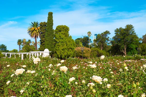 Rose Park Dentro Parque Tres Febrero Bosques Palermo Parque Urbano — Fotografia de Stock