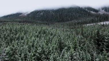 İnsansız hava aracı, yoğun bir sis bulutunun içinde bir dağ yamacında bir tayga ormanının üzerinde hareket eder (British Columbia, Kanada)