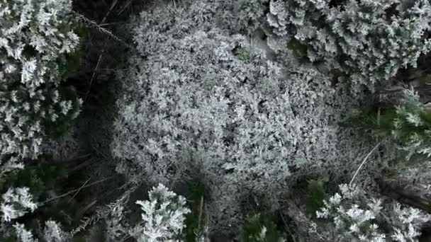 Caméra Aérienne Aérienne Zoomant Sur Des Pins Hypnotiques Taïga Dans — Video