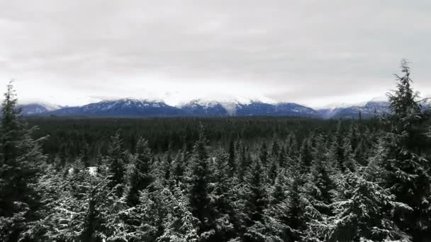 Drone Camera Glides Tops Snowy Pines Mountains Frosty Day British — Stock Video