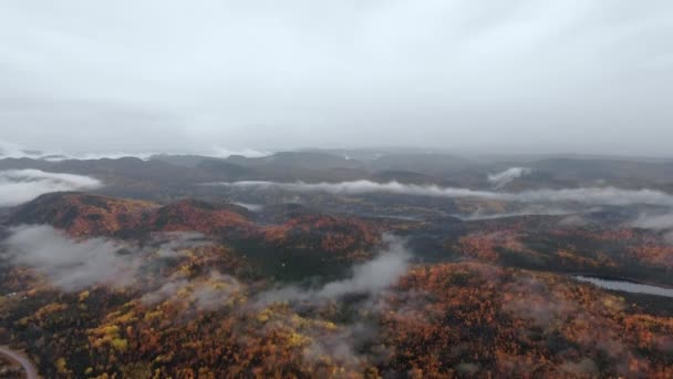 Drone Camera Whirls Dense Yellow Forest Black Mountain Range Winding — 비디오