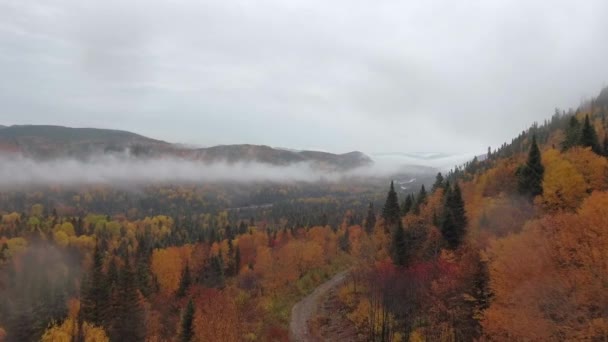 Drone Shots Path Bright Autumn Forest Mountainside Covered Fog Quebec — 비디오