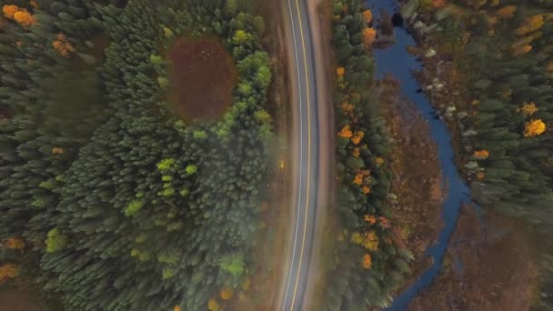 在加拿大的一个清澈的秋日 头顶上的空中摄影机在一条清澈的小河覆盖的松林中拍摄了这条路 — 图库视频影像
