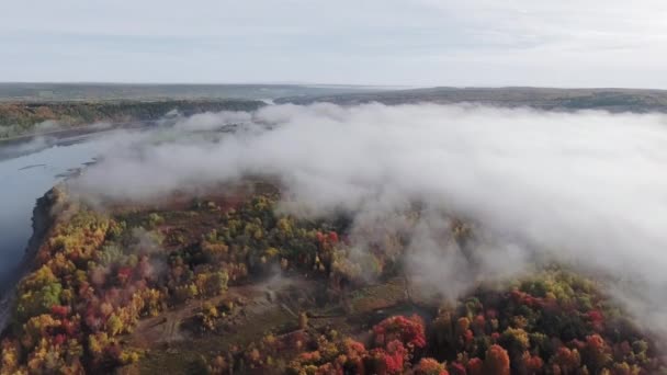 穏やかな川のほとりに濃い霧の中で明るい秋の森の上の空中ビュー ニューブランズウィック カナダ — ストック動画