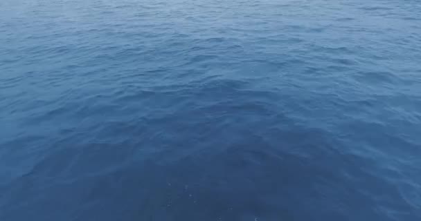 Dron kamera monitoruje šedou velrybu, která se objevuje z vody Ruby Beach, Olympic National Park, Washington, USA — Stock video