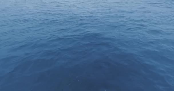 Drone kamera övervakar en grå val som visas från vattnet Ruby Beach, Olympic National Park, Washington, Usa — Stockvideo