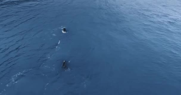 Une caméra Drone tire sur une baleine grise dans un océan peu profond Ruby Beach, Olympic National Park, Washington, Usa — Video