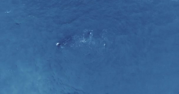 Overhead drone tembakan dari ikan paus abu-abu memercikkan di laut Pantai Ruby, Olympic National Park, Washington, Amerika Serikat — Stok Video