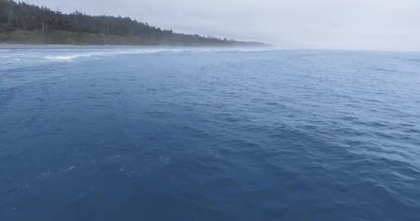 Повітряні кадри сірого кита, що робить фонтан в океані Ruby Beach, Olympic National Park, Washington, Usa — стокове відео