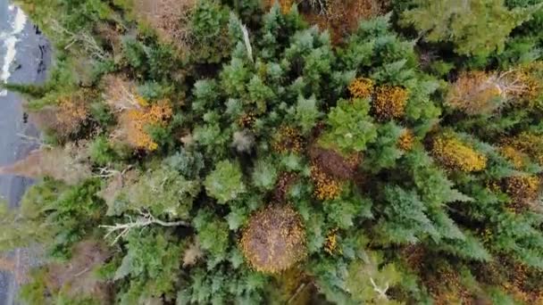 Kamera udara di atas kepala bergerak cepat melewati puncak hutan musim gugur ke danau Superior, Great Lakes, Ontario, Kanada — Stok Video