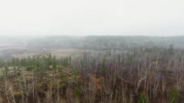 Manitoba, Kanada 'da yoğun sislerin altında bir ormanda bir yola yaklaşan insansız hava aracı kamerası. 