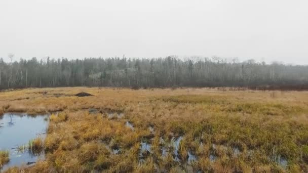 Aerial shot of thickets on the lake and dead forest on a cloudy day McGillivray Falls, Manitoba, Canada — Stock Video
