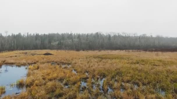 Foto aérea de matorrales en el lago y bosque muerto en un día nublado McGillivray Falls, Manitoba, Canadá — Vídeos de Stock