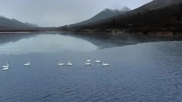 Dondurucu bir gölün üzerindeki trompetçi kuğuların hava manzarası. ABD 'nin Alaska eyaletindeki Summit Lake' te karla kaplı dağların arasında. — Stok video