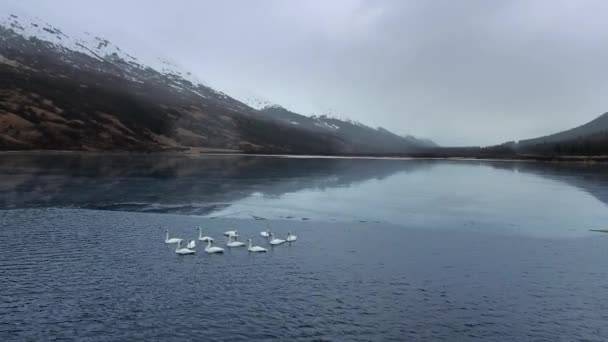 Tiro aéreo de uma manada de cisnes trompetistas em águas geladas entre montanhas e florestas em Summit Lake, Alaska, EUA — Vídeo de Stock