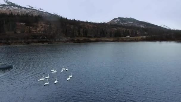Círculos de drones sobre uma manada de cisnes trompetista na água entre montanhas arborizadas em Summit Lake, Alaska, EUA — Vídeo de Stock