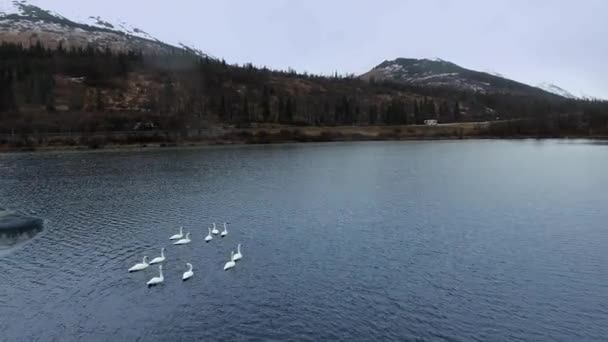 Drohne kreist über einer Trompetenschwan-Herde auf dem Wasser zwischen bewaldeten Bergen am Summit Lake, Alaska, USA — Stockvideo