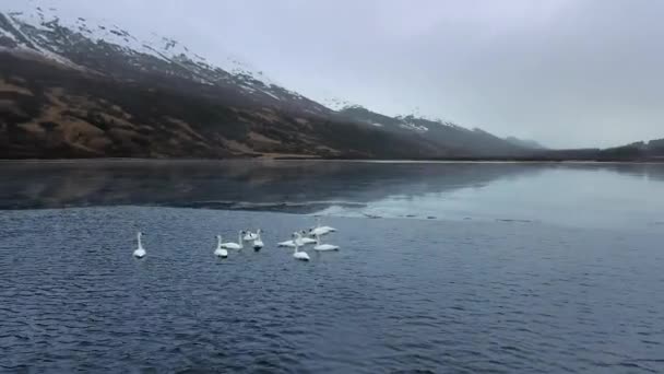 Luftaufnahme eines Trompeter-Schwanenrudels beim Spielen auf dem Wasser am Fuße der Berge am Summit Lake, Alaska, USA — Stockvideo