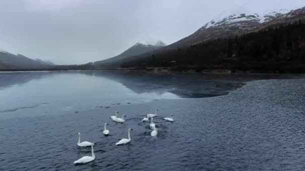 Drone entoure un troupeau de cygnes trompettes, les cygnes jouent dans l'eau au lac Summit, Alaska, États-Unis — Video