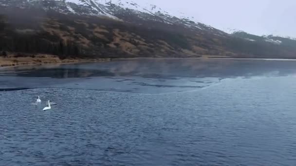 Luftaufnahme eines Paar Trompeterschwäne mit zwei Küken auf dem Wasser am Summit Lake, Alaska, USA — Stockvideo