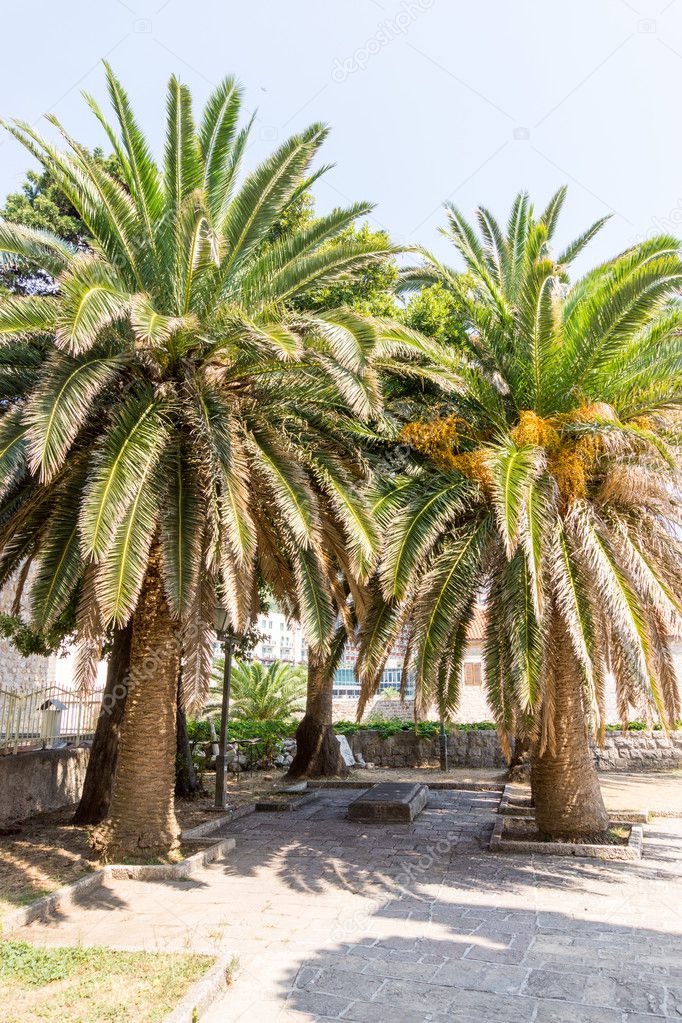 Palm trees on the promenade of Budva, Montenegro