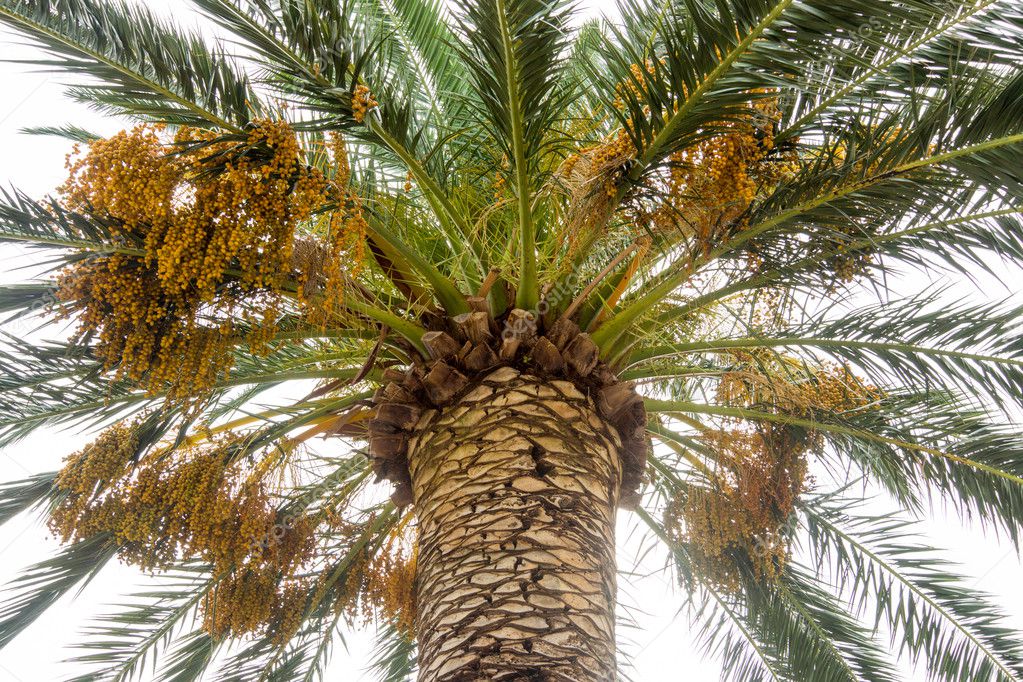 The fruits of palm trees on the promenade of Budva, Montenegro