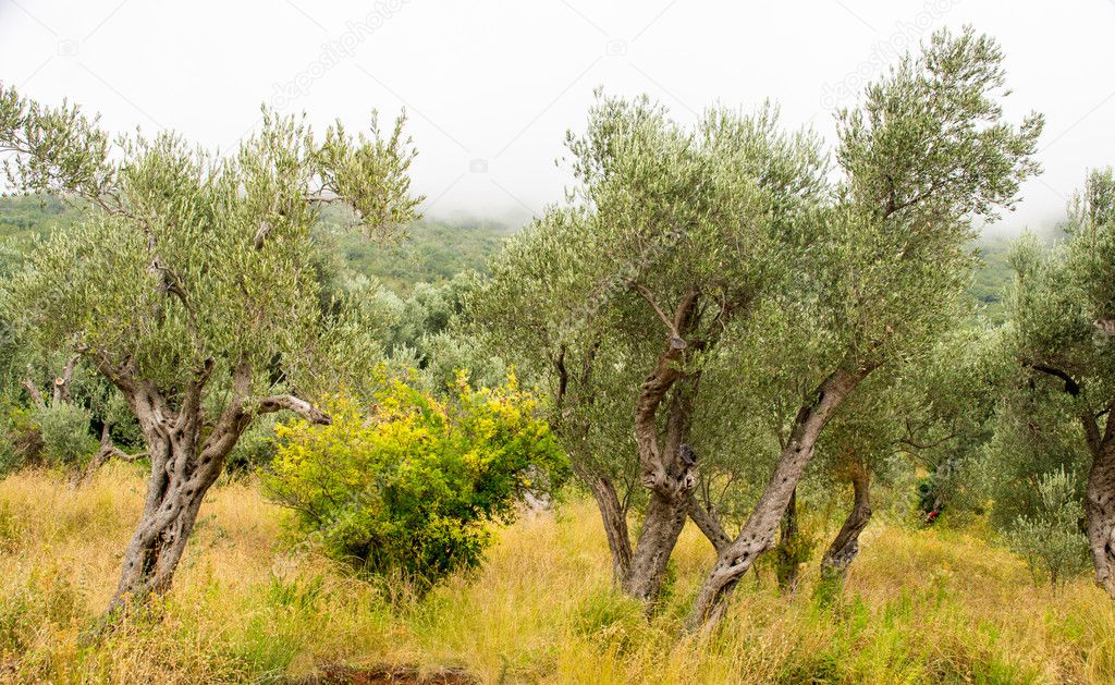 Olive groves in Montenegro