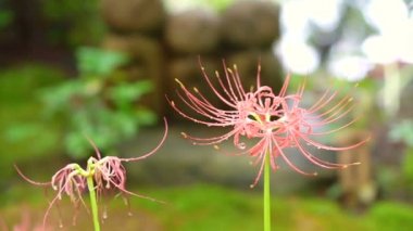 Budist koruyucu ruh Japonca inanıyorum çocukların sevimli taş keşiş heykel Jizo heykeli (Ksitigarbha) olduğunu