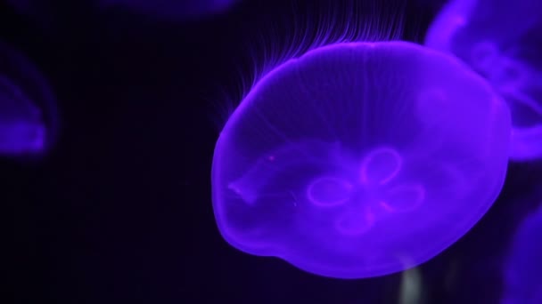 Méduses lunaires flottant lentement et belle dans les eaux profondes de l'océan — Video