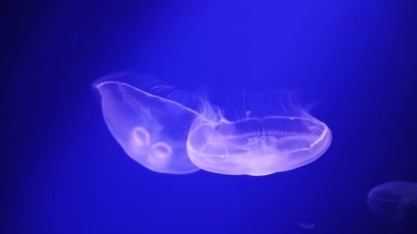 Měsíční medúza plovoucí pomalé a krásná v hluboké oceánské vody — Stock video