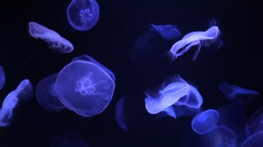 Moon denizanası (Aurelia aurita) masmavi okyanusta yüzen