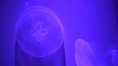 Moon denizanası (Aurelia aurita) masmavi okyanusta yüzen