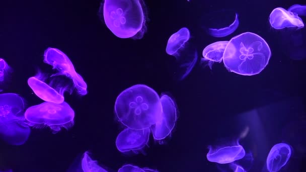 Medusas de luna flotando lento y hermoso en aguas profundas del océano — Vídeos de Stock