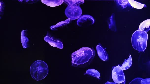 Medusas flotantes de luna (Aurelia aurita) en océano azul profundo — Vídeos de Stock