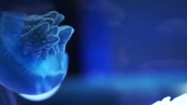 Balina (Catostylus mosaicus) veya mavi balina denizanası akvaryumda ışıklı ışık ile karanlık mavi okyanusta jöle,