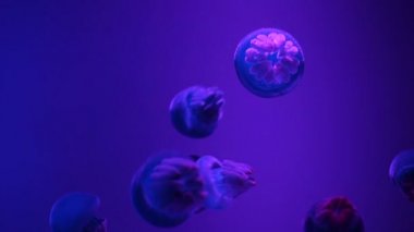 Balina (Catostylus mosaicus) veya mavi balina denizanası akvaryumda ışıklı ışık ile karanlık mavi okyanusta jöle,