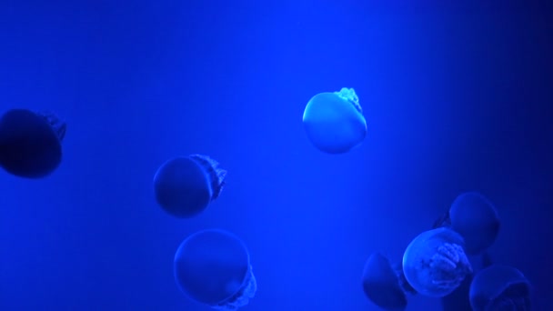 Jelly spek (Catostylus mosaicus) of blauwe Blubber kwallen in donker blauwe oceaan met verlichte licht in het aquarium, — Stockvideo