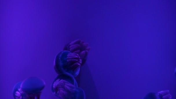 Gelee-Blaubarsch (catostylus mosaicus) oder Blaubarsch-Qualle im dunkelblauen Ozean mit beleuchtetem Licht im Aquarium, — Stockvideo