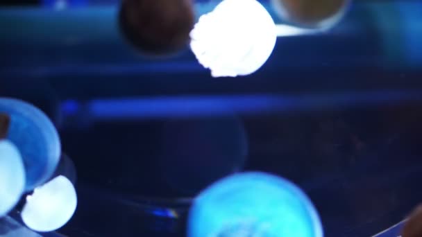 Jelly blubber (Catostylus mosaicus) ou Blue Blubber Jellyfish dans l'océan bleu foncé avec lumière illuminée à l'aquarium ,