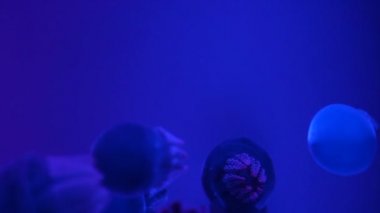 Balina (Catostylus mosaicus) veya mavi balina denizanası akvaryumda ışıklı ışık ile karanlık mavi okyanusta jöle,