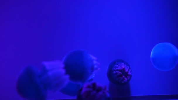 Balina (Catostylus mosaicus) veya mavi balina denizanası akvaryumda ışıklı ışık ile karanlık mavi okyanusta jöle, — Stok video